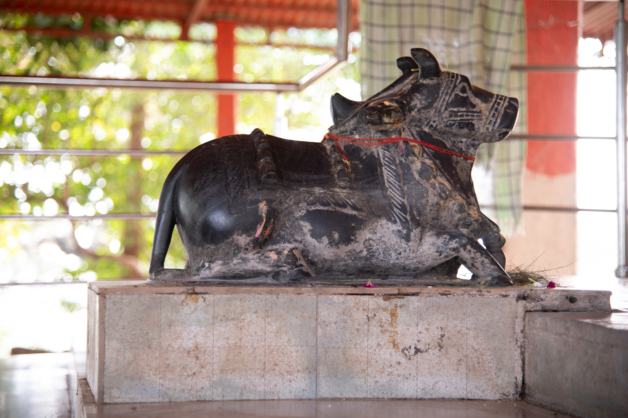 One of the broad stairs leading to the garbhagriha holds a black stone figure of Nandi. A Shiva Linga sits at the center of the sanctum, while the nandi sits on a raised platform facing it. A neck belt of bells adorns the well-defined horns and humps of the nandi sculpture. An ornately carved saddle is also visible on his back.