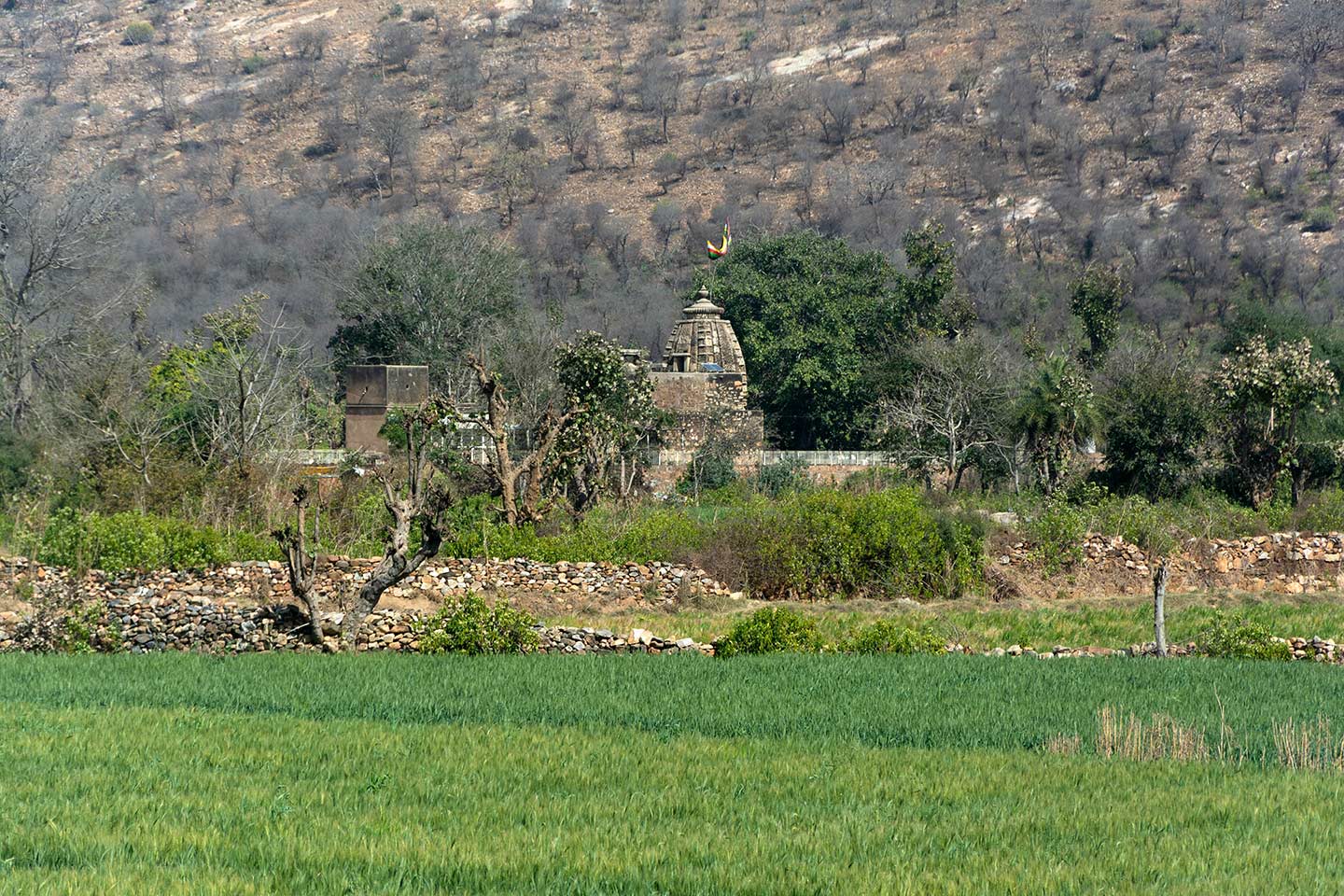 Inside the Sariska Tiger Reserve, the dense vegetation surrounds the Neelkanth Mahadev Temple. The sandstone temple dominates the verdant plains.