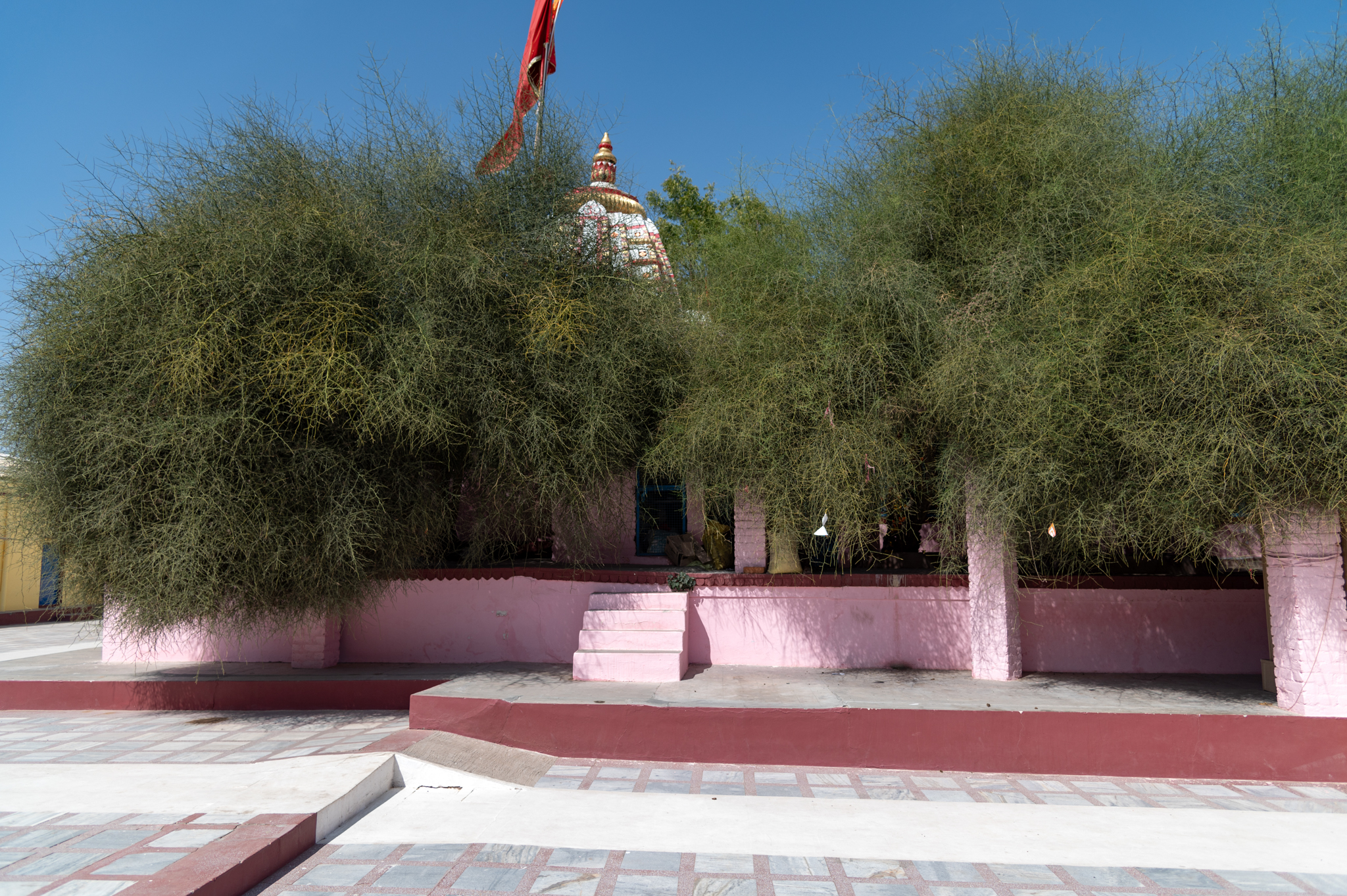 Seen here are the modern mandapa (pillared hall) constructions of the Suswani Mata Temple from the south side. It is done keeping in mind the sacred Kera tree, which is believed to be the spot of manifestation of Suswani Ma (the presiding deity of the temple).