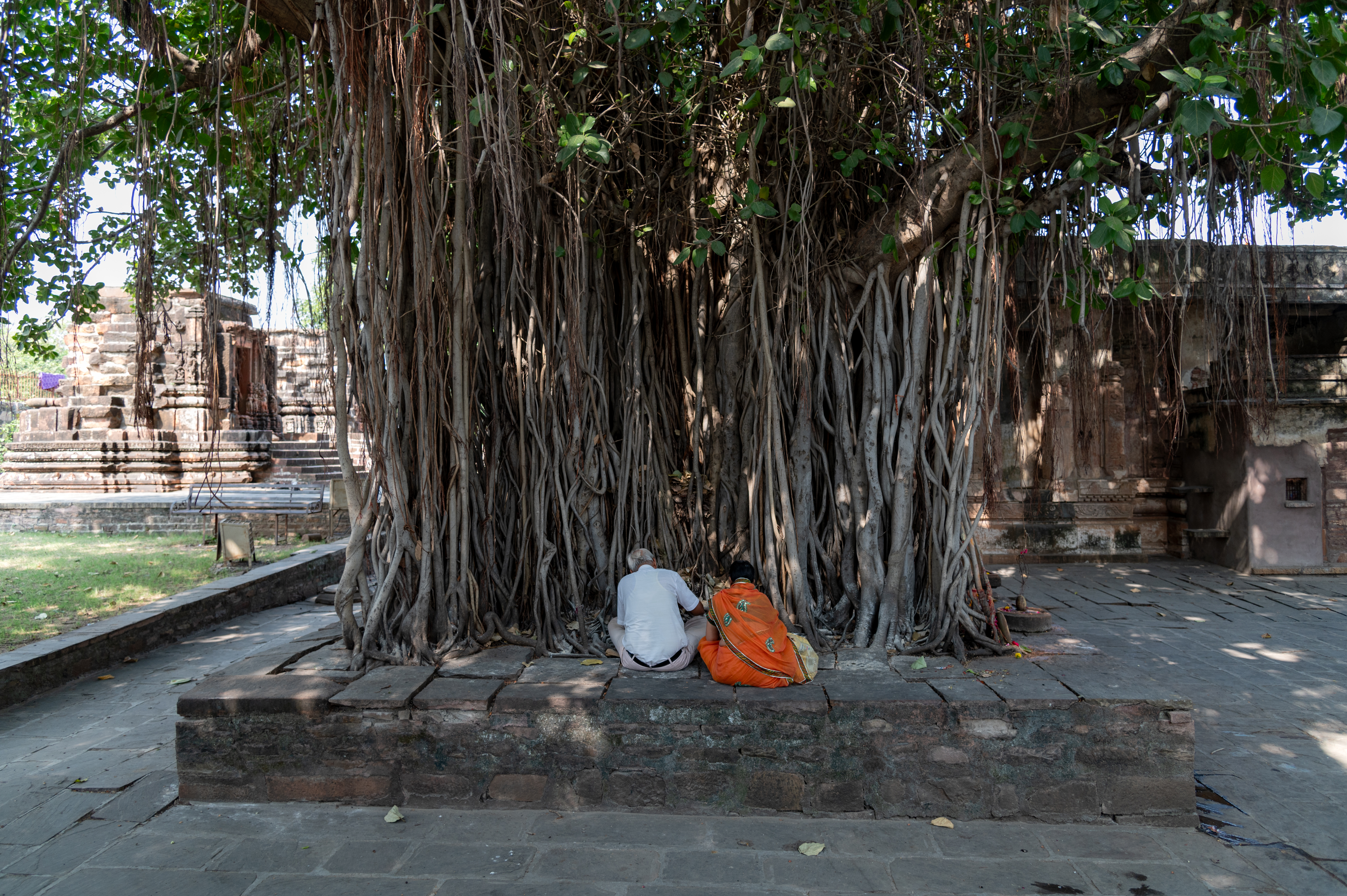 Devotees revere an ancient Banyan tree within the Chandrabhaga temple complex, alongside the Shiva lingas, which are iconic representations of Shiva on the premises. Because banyan trees are believed to be wish-fulfilling and associated with fertility in Hindu mythology, married couples worship them in hopes of bearing children.